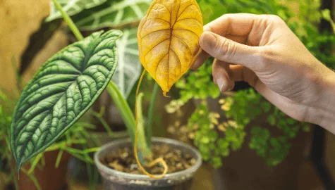 How to protect plant when leaf turns Yellow