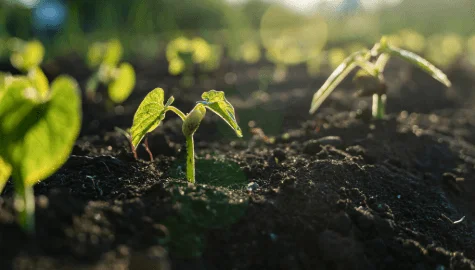 Sign Your Soil Needs Testing Know How to…